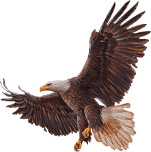 A bald eagle flying in the air with its wings spread.